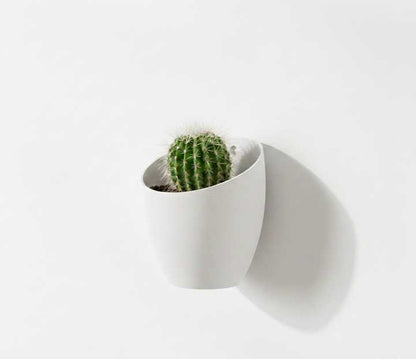 "Moon" Wall Planter – Floating Minimalism in 3D